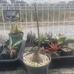 kunishiho様 リクエスト 2点 まとめ商品