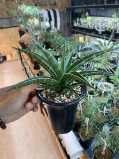 ケスメア パラダファン 抜き苗 タンクブロメリア 観葉植物 ケスメア パラダファン 抜き苗 タンクブロメリア 観葉植物 - メルカリ