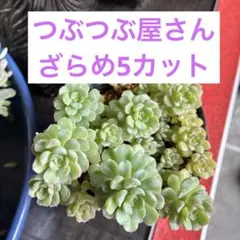 2026年最新】つぶつぶ屋の人気アイテム - メルカリ