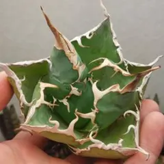 2026年最新】白鯨の人気アイテム - メルカリ