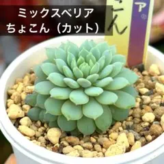 2026年最新】おらいさん苗 ちょこんの人気アイテム - メルカリ