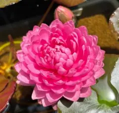 hanamaプロフ必読様 リクエスト 2点 まとめ商品