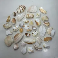 シーグラス 削れた貝殻　ブラウン