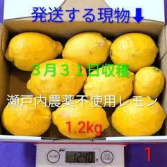 ①３月３１日収穫　新鮮！瀬戸内の農薬不使用レモン