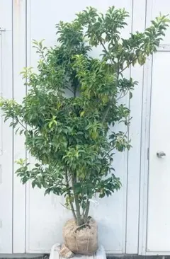 2025年最新】ソヨゴ 株立ちの人気アイテム - メルカリ 