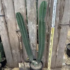 Peruvian torch, bridgesii 4本セット 抜き苗 - メルカリ