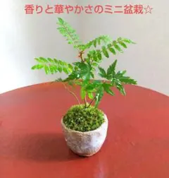 【特価】香りと華やかさのミニ盆栽☆山椒ともみじ 素敵な信楽焼盆栽鉢付 現品配送のサムネイル