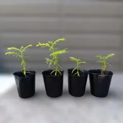 メタセコイアのミニ盆栽4本セットのサムネイル