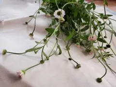 ☆うっかりばぁば☆様 リクエスト 2点 まとめ商品