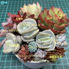 つぶつぶ多肉寄せ植え11種　W