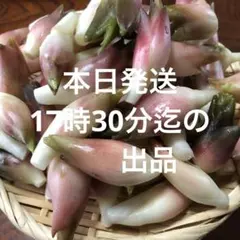 ミョウガ400g 甘酢漬け　ネコポス発送のサムネイル