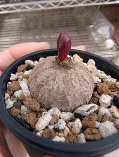 2026年最新】ユーフォルビア薔薇大戟の人気アイテム - メルカリ