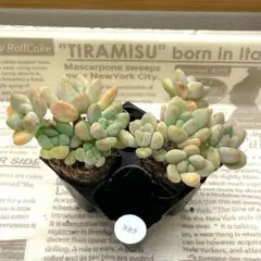 まぁお様 リクエスト 4点 まとめ商品