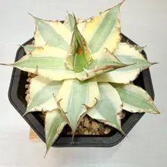 2026年最新】特徴：斑入り アガベの人気アイテム - メルカリ