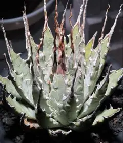 亮*谷様 Agave ‘Eborispina×Black&Blue’ラスト1株 亮*谷様 Agave 'Eborispina×Black&Blue'ラスト1株 - メルカリ