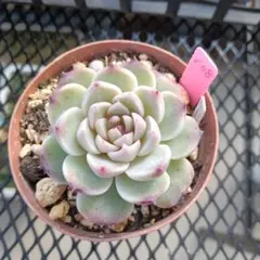 アップルパイ様 リクエスト 2点 まとめ商品