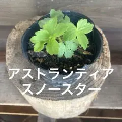 アストランティア スノースターの苗②のサムネイル