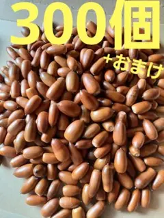 どんぐり　マテバシイ　300個+おまけ