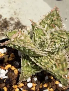 アロエ ハイブリッド aloe hybrid S1216 - メルカリ