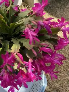 シャコバサボテン 苗 観葉植物 ガーデニングのサムネイル