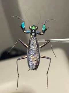 2026年最新】ケンランカマキリの人気アイテム - メルカリ