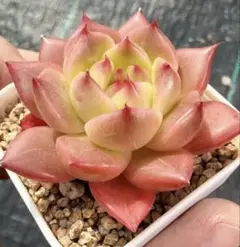 新入荷　赤魔王　エケベリア　多肉植物　1苗 新入荷 赤魔王 エケベリア 多肉植物 1苗 - メルカリ
