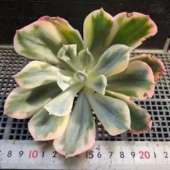 88#観葉植物アエオニウム錦❤️ グリーンメデューサ❤️ 1大頭12cm 拔
