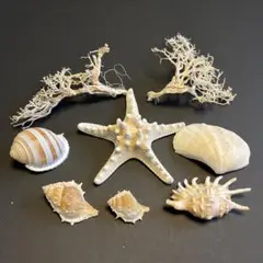 コブヒトデと海洋テーマの貝殻セット