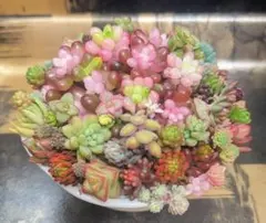 No34大人気レッドベリー錦入りセダム盛り合わせ　寄せ植えに