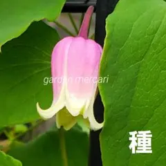 2026年採取 クレマチス 這沢　種　 13粒のサムネイル