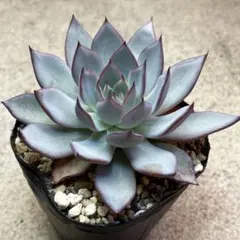 u*7様 多肉植物 ホリコロ50実生×ホーリンぜ実生 - メルカリ