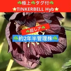 310☘️タグ付☘️超レア☘️⭐️BELCHERI⭐PINK ICE系⭐️ - メルカリ