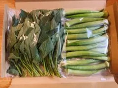 ④栃木県産！オクラとモロヘイヤのネバネバセット！栽培期間中農薬不使用！のサムネイル