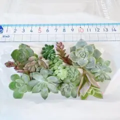 ♡カワイイ寄せ植セット(#^.^#) カット苗のサムネイル