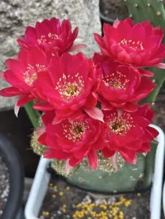 みー❀✼❅様 リクエスト 4点 まとめ商品