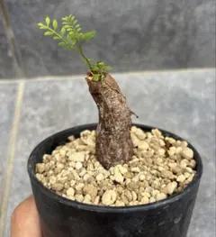 オペルクリカリアパキプス 根差し④ 3年目 塊根植物 - メルカリ