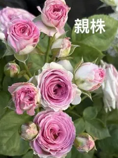 激レア新品種 バラ苗 大輪の波弁咲き とても美しい - メルカリ