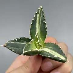 アガベ狼人錦斑入りコレクション株抜き苗発送 アガベ狼人錦斑入りコレクション株抜き苗発送 希少】アガベ 狼人