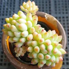 ★花火③★抜き苗★セダム★多肉★多肉植物★寄せ植え★エケベリア