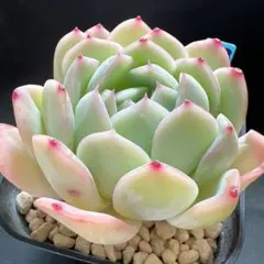 sippo☆様 リクエスト 2点 まとめ商品