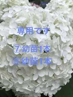 2026年最新】あじさい挿し木の人気アイテム - メルカリ