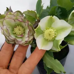 さかえ様 リクエスト 2点 まとめ商品