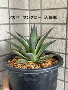 現品】アガベ・スノーグロー Agave hyb.'Snow Grow'8号E番 - メルカリ