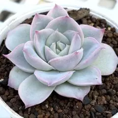 2026年最新】ふぁーむパルクの人気アイテム - メルカリ