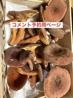 天然マンネンタケ 霊芝 巨大 - メルカリ