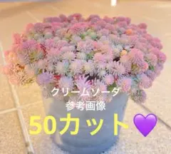 【ただ今増量中】斑入りパリダム クリームソーダ カット苗 ❣️ 50カット以上‼️