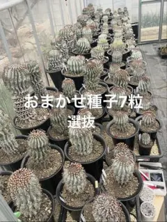 2026年最新】ユーフォルビア ホリダの人気アイテム - メルカリ