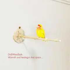 Item thumbnail for item 73d6c2a8-ee6f-42ee-84cf-76dc251f0bb1