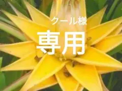 2025年最新】地湧金蓮の人気アイテム - メルカリ