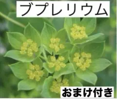 フラワー様 リクエスト 4点 まとめ商品